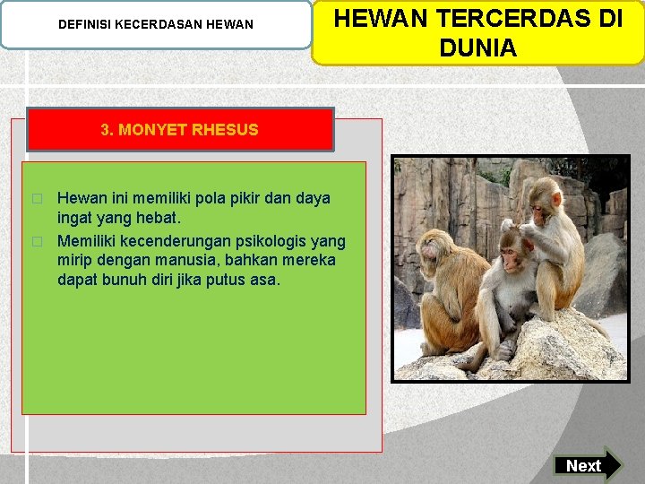 DEFINISI KECERDASAN HEWAN TERCERDAS DI DUNIA 3. MONYET RHESUS Hewan ini memiliki pola pikir