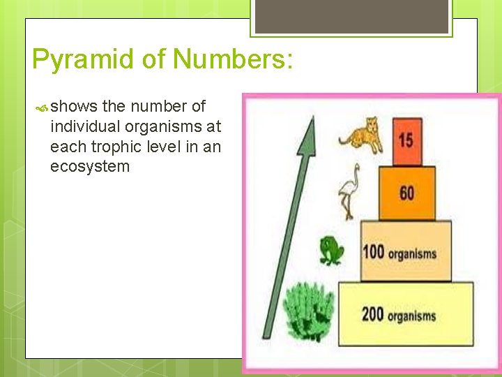 Pyramid of Numbers: shows the number of individual organisms at each trophic level in