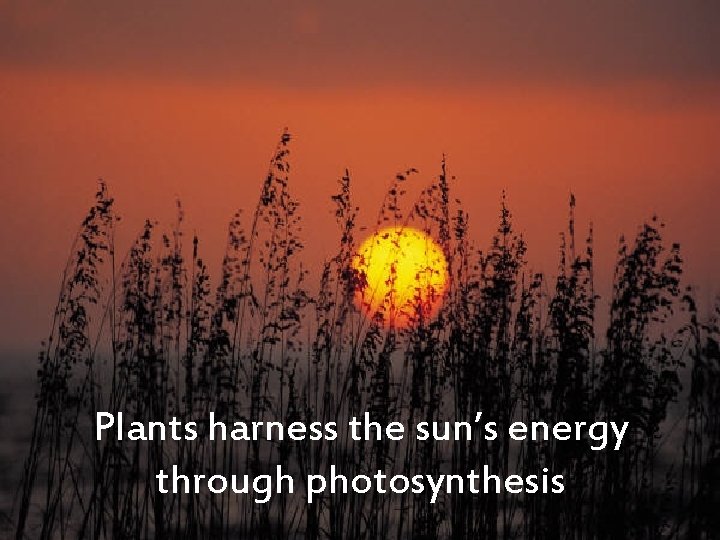 All energy comes from the sun Plants harness the sun’s energy through photosynthesis 