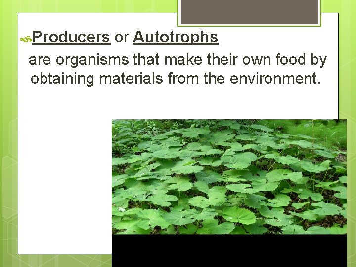  Producers or Autotrophs are organisms that make their own food by obtaining materials