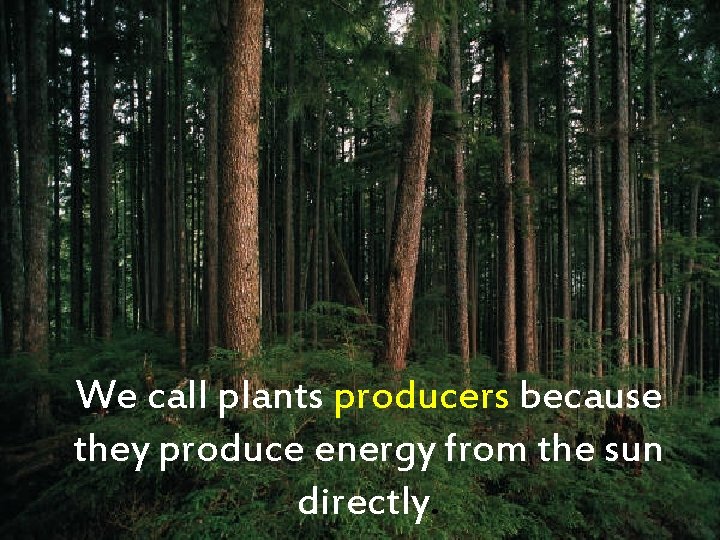We call plants producers because they produce energy from the sun directly. 