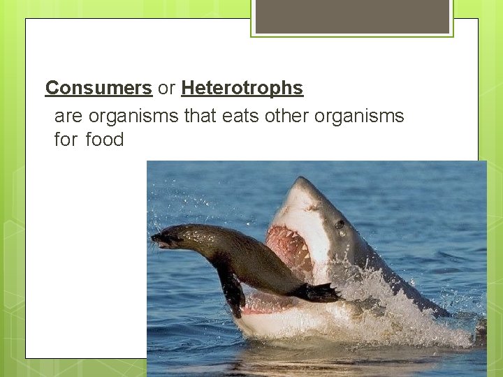 Consumers or Heterotrophs are organisms that eats other organisms for food 