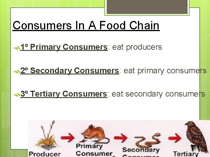 Consumers In A Food Chain 1º Primary Consumers: eat producers 2º Secondary Consumers: eat