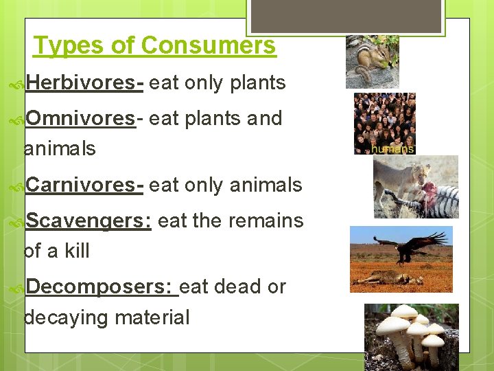 Types of Consumers Herbivores- eat only plants Omnivores- eat plants and animals Carnivores- eat
