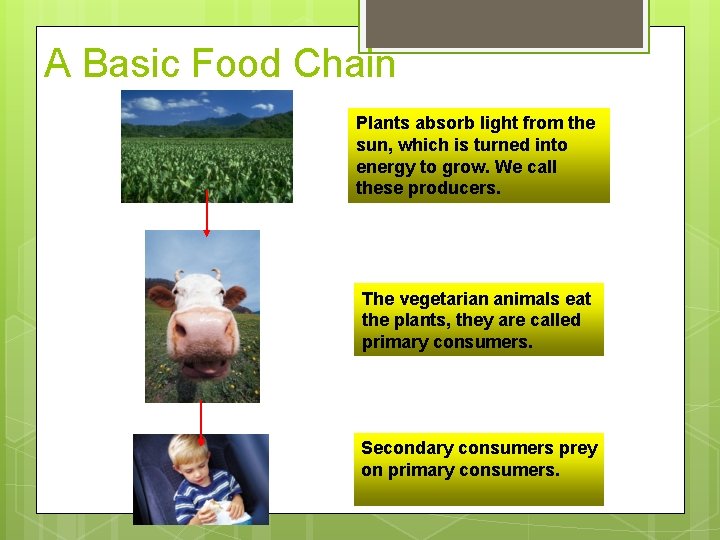 A Basic Food Chain Plants absorb light from the sun, which is turned into