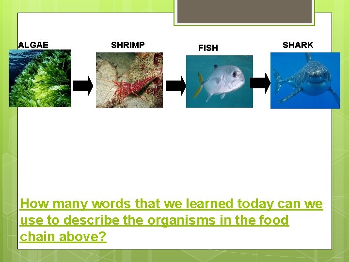 ALGAE SHRIMP FISH SHARK How many words that we learned today can we use