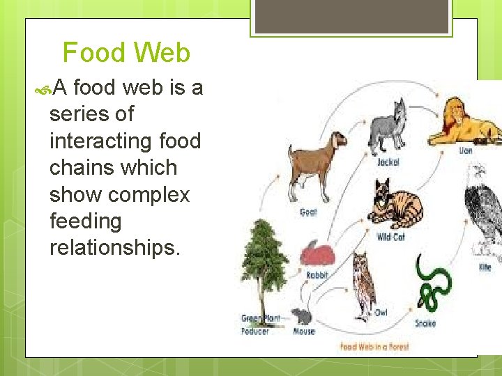 Food Web A food web is a series of interacting food chains which show