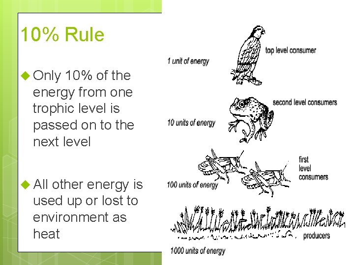 10% Rule Only 10% of the energy from one trophic level is passed on