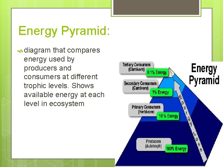 Energy Pyramid: diagram that compares energy used by producers and consumers at different trophic