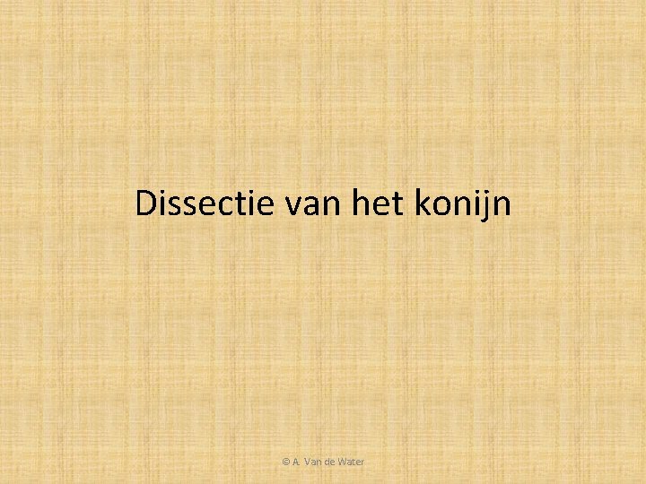 Dissectie van het konijn © A. Van de Water 