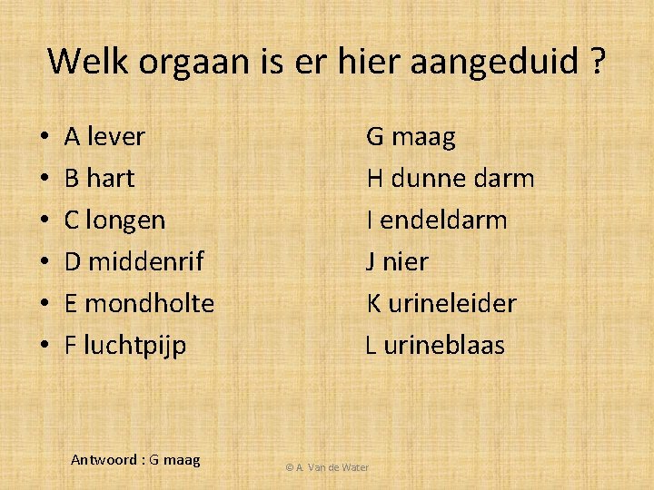 Welk orgaan is er hier aangeduid ? • • • A lever B hart