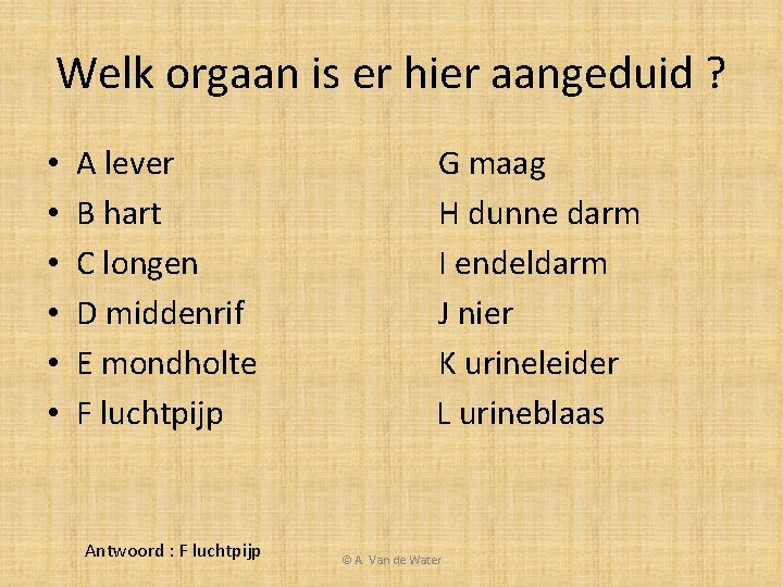 Welk orgaan is er hier aangeduid ? • • • A lever B hart