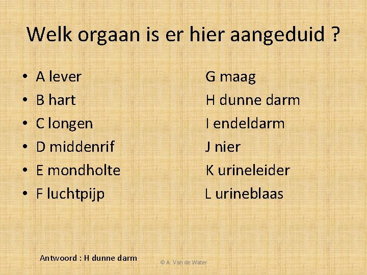 Welk orgaan is er hier aangeduid ? • • • A lever B hart