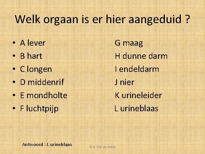 Welk orgaan is er hier aangeduid ? • • • A lever B hart