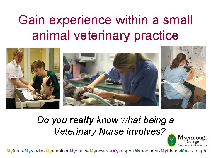 Gain experience within a small animal veterinary practice Do you really know what being