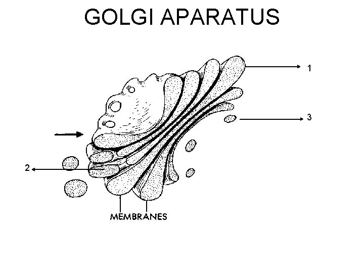 GOLGI APARATUS 1 3 2 