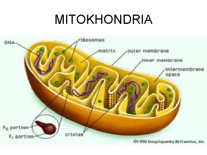 MITOKHONDRIA 