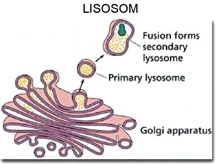 LISOSOM 