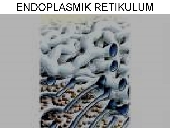 ENDOPLASMIK RETIKULUM 