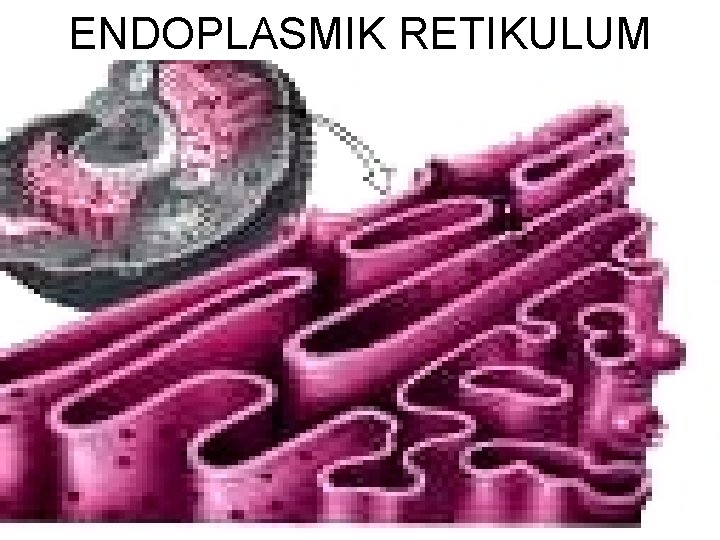 ENDOPLASMIK RETIKULUM 