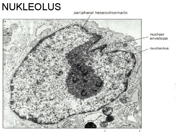 NUKLEOLUS 