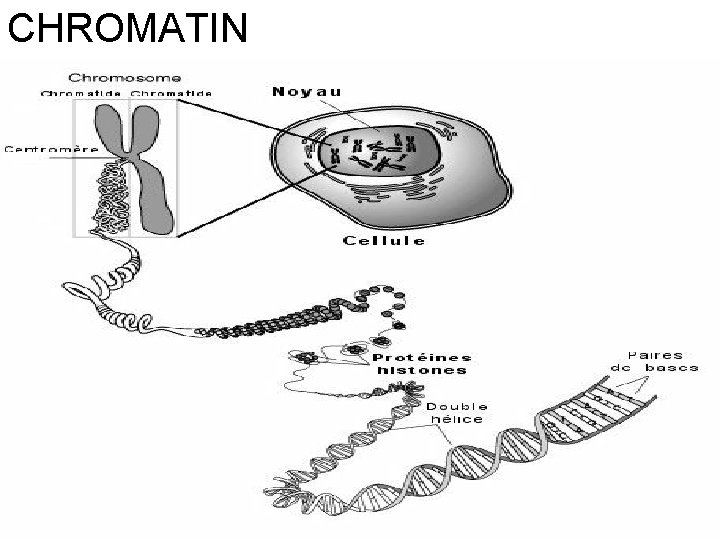 CHROMATIN 