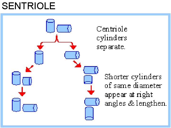 SENTRIOLE 