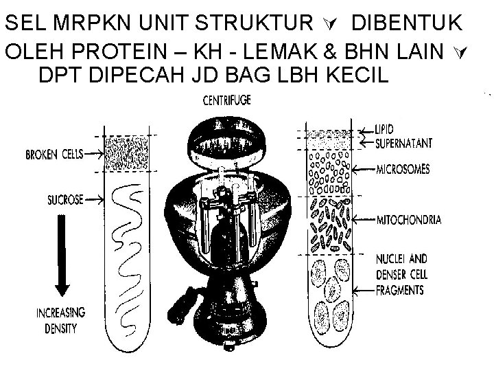 SEL MRPKN UNIT STRUKTUR DIBENTUK OLEH PROTEIN – KH - LEMAK & BHN LAIN