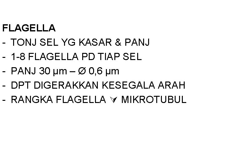 FLAGELLA - TONJ SEL YG KASAR & PANJ - 1 -8 FLAGELLA PD TIAP