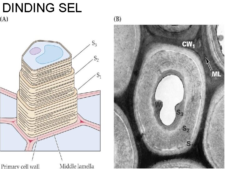 DINDING SEL 