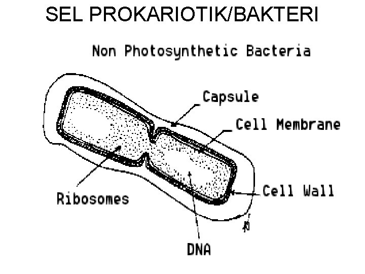 SEL PROKARIOTIK/BAKTERI 