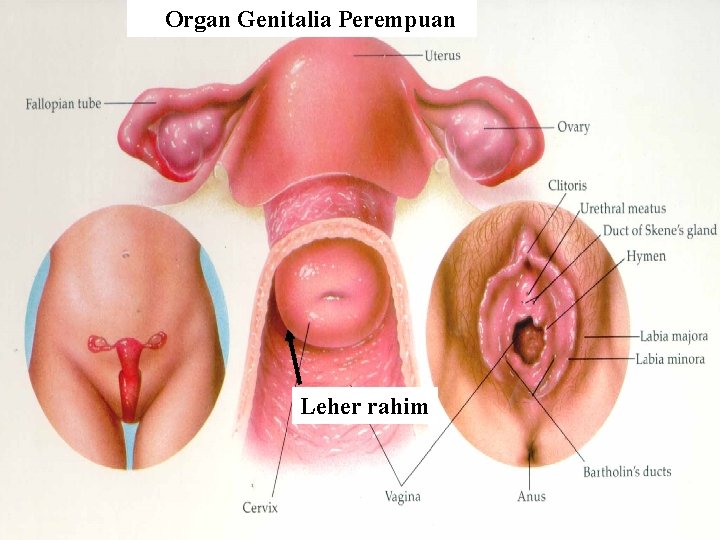 Organ Genitalia Perempuan Leher rahim 
