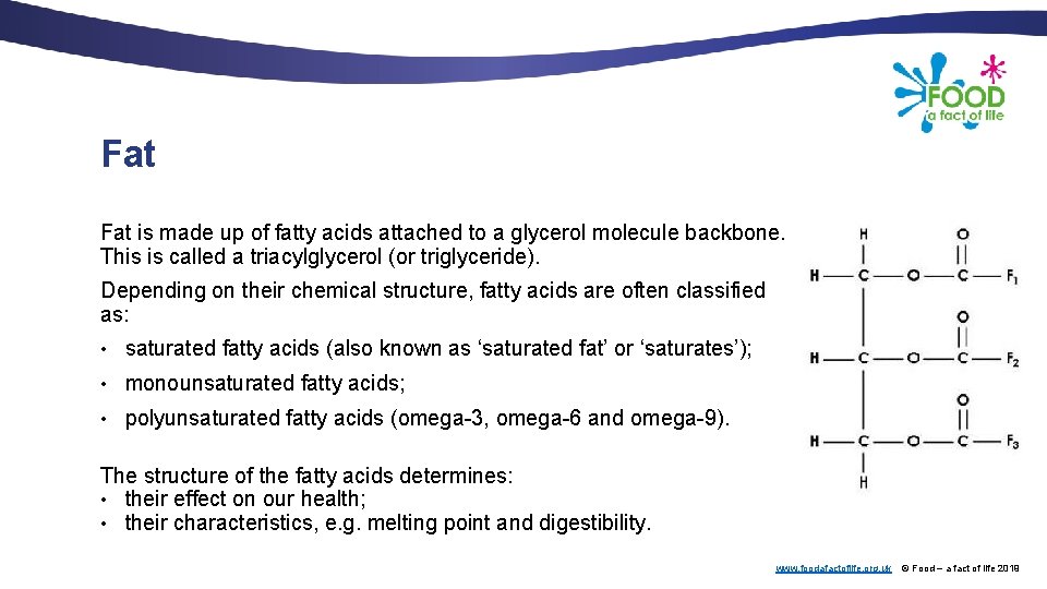 Fat is made up of fatty acids attached to a glycerol molecule backbone. This