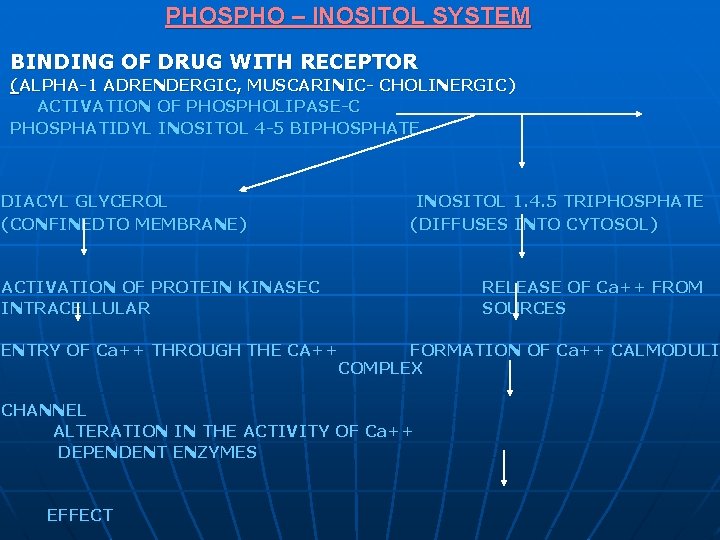 PHOSPHO – INOSITOL SYSTEM BINDING OF DRUG WITH RECEPTOR (ALPHA-1 ADRENDERGIC, MUSCARINIC- CHOLINERGIC) ACTIVATION