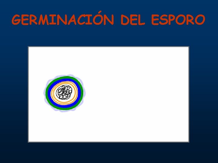 GERMINACIÓN DEL ESPORO 