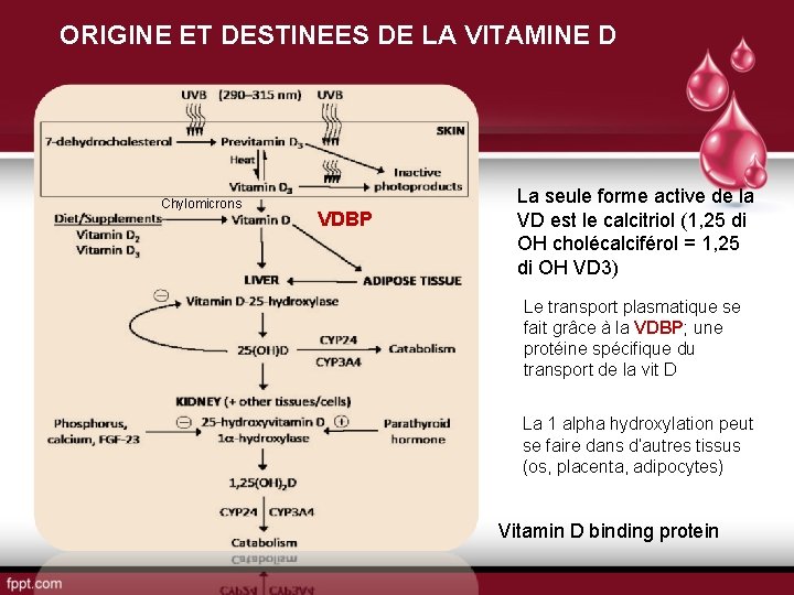 ORIGINE ET DESTINEES DE LA VITAMINE D Chylomicrons VDBP La seule forme active de