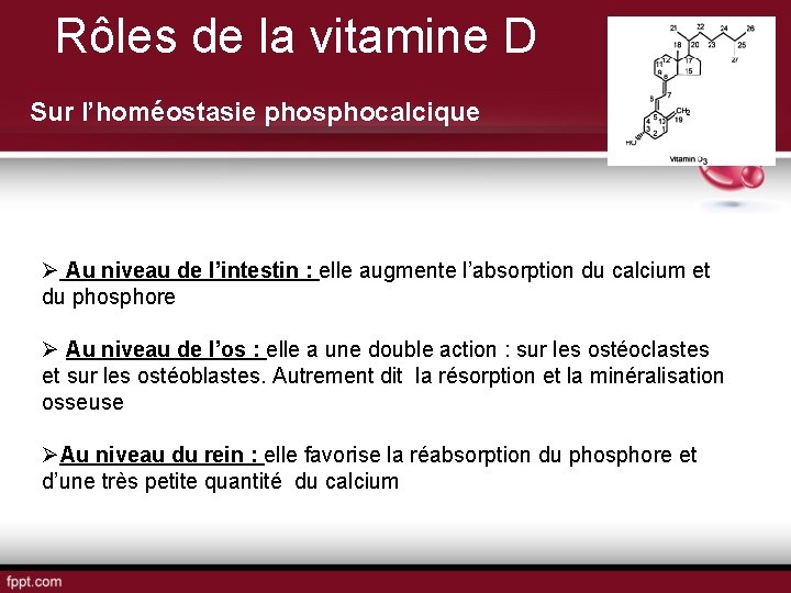 Rôles de la vitamine D Sur l’homéostasie phosphocalcique Ø Au niveau de l’intestin :