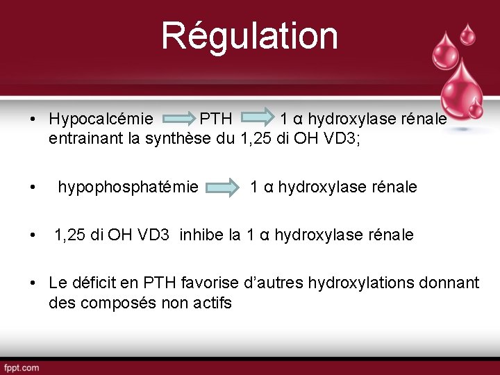 Régulation • Hypocalcémie PTH 1 α hydroxylase rénale entrainant la synthèse du 1, 25