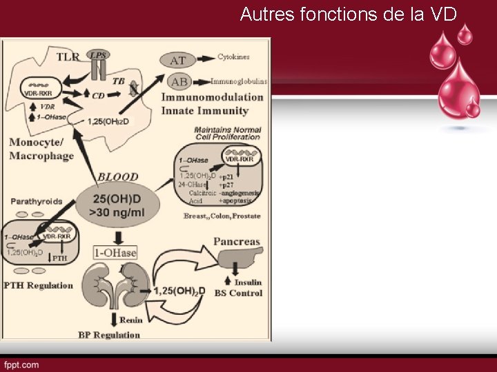 Autres fonctions de la VD 