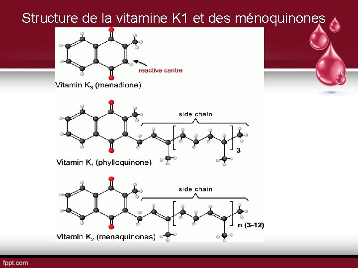 Structure de la vitamine K 1 et des ménoquinones 