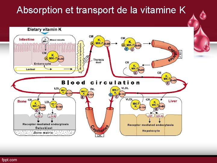 Absorption et transport de la vitamine K 