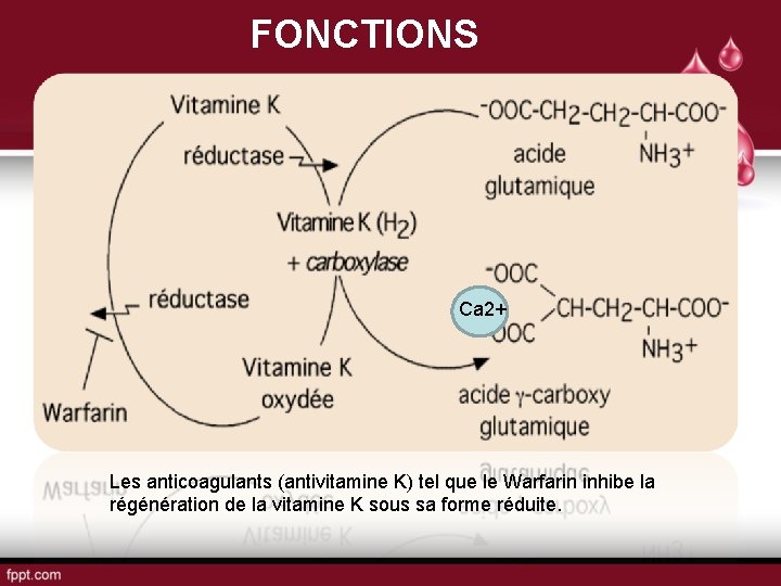 FONCTIONS Ca 2+ Les anticoagulants (antivitamine K) tel que le Warfarin inhibe la régénération