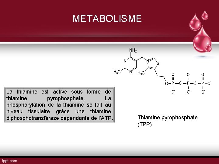 METABOLISME La thiamine est active sous forme de thiamine pyrophosphate. La phosphorylation de la