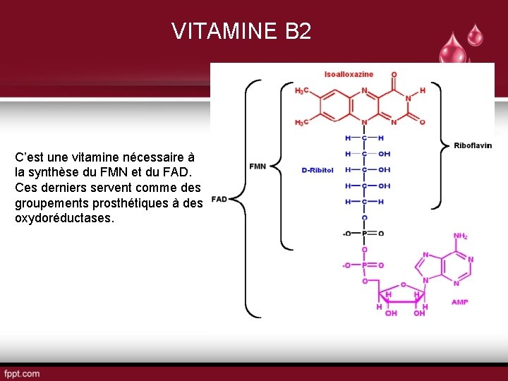 VITAMINE B 2 C’est une vitamine nécessaire à la synthèse du FMN et du