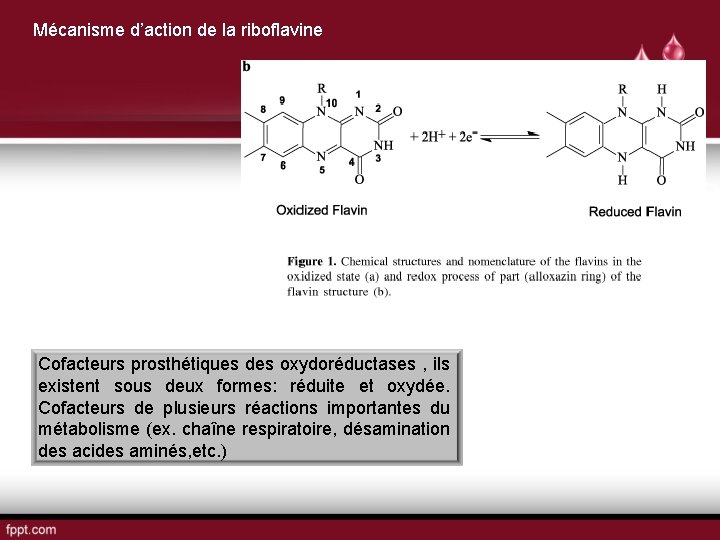 Mécanisme d’action de la riboflavine Cofacteurs prosthétiques des oxydoréductases , ils existent sous deux