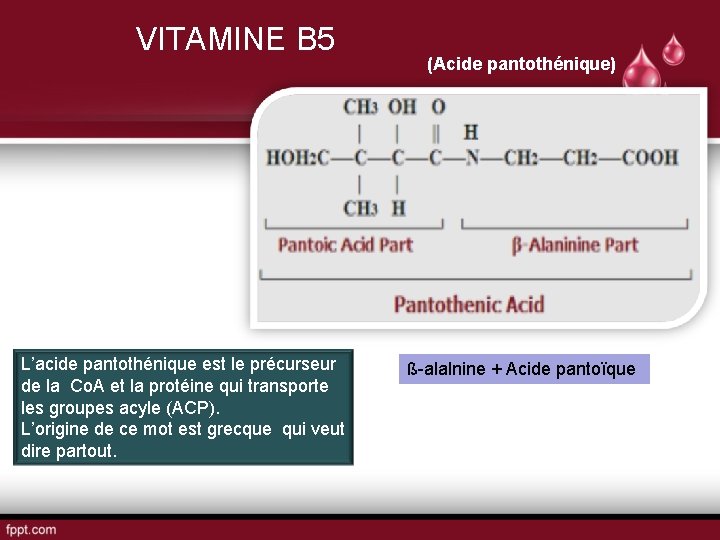 VITAMINE B 5 L’acide pantothénique est le précurseur de la Co. A et la