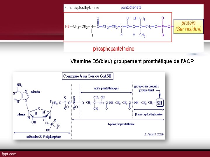 Vitamine B 5(bleu) groupement prosthétique de l’ACP 