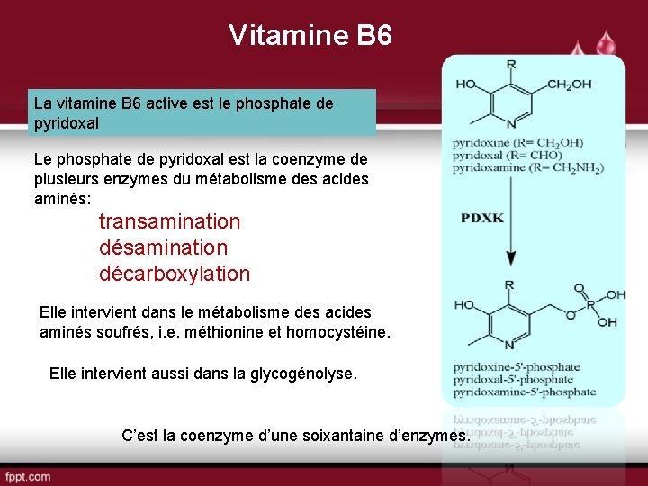 Vitamine B 6 La vitamine B 6 active est le phosphate de pyridoxal Le