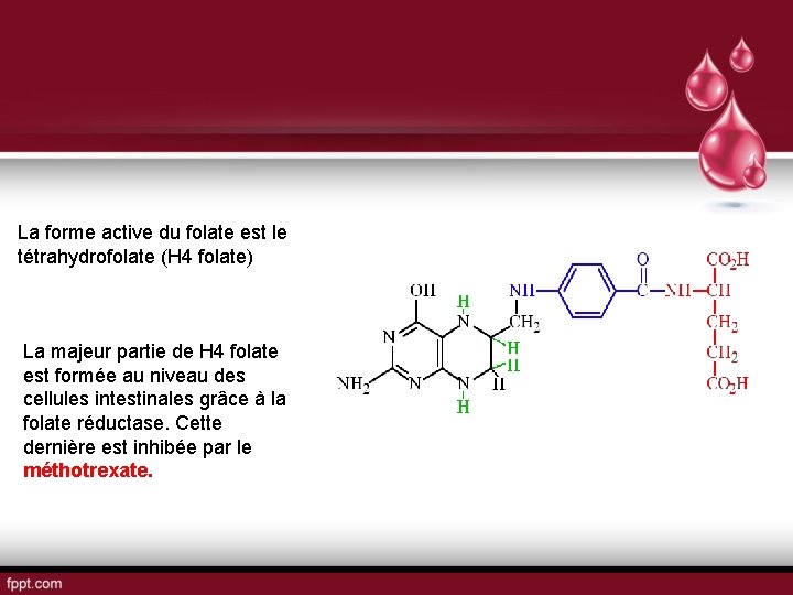 La forme active du folate est le tétrahydrofolate (H 4 folate) La majeur partie