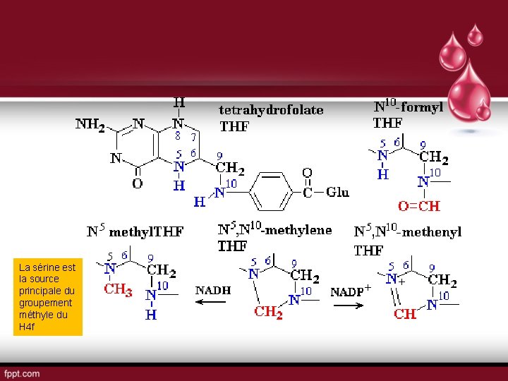 La sérine est la source principale du groupement méthyle du H 4 f 